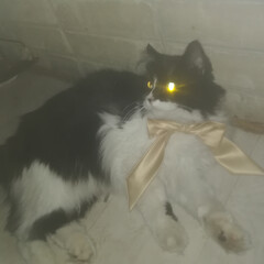 Чайные дракончики