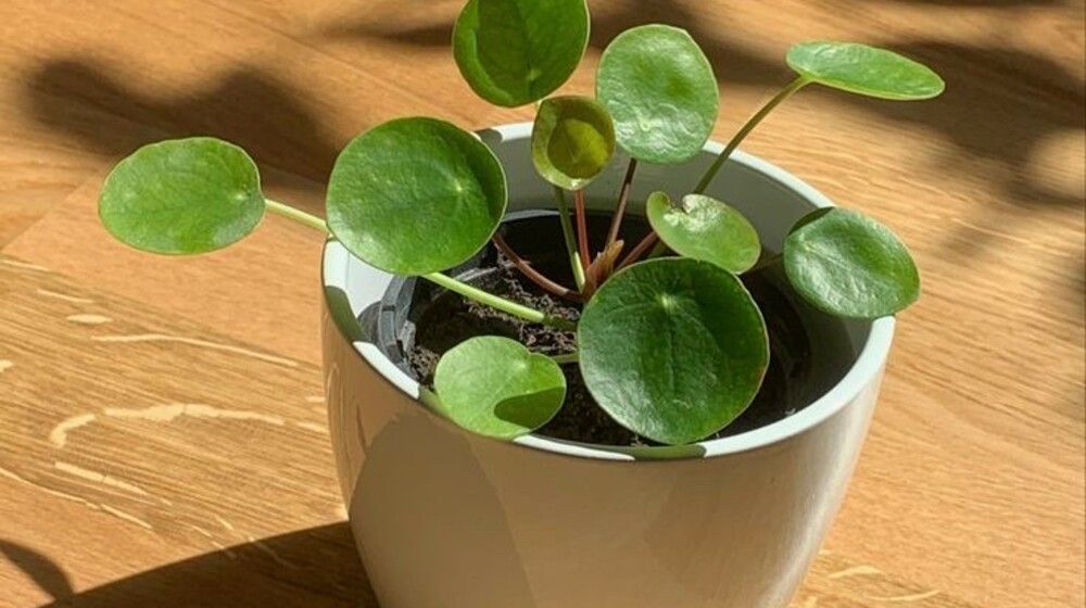 Растения🪷