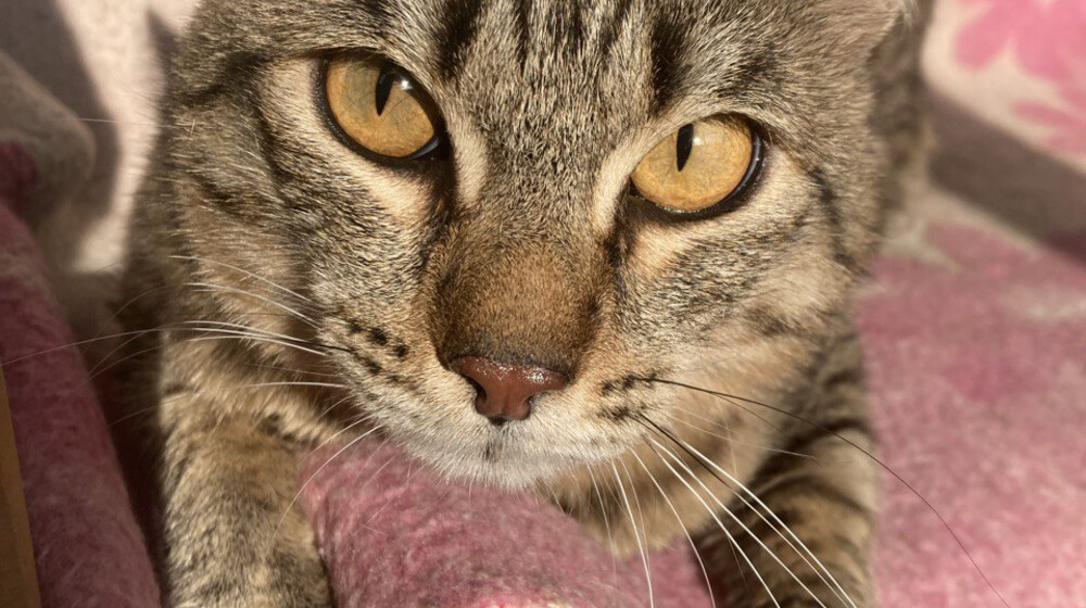 Рэй Брэдбери