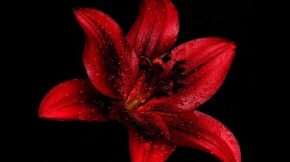 егэ литература 