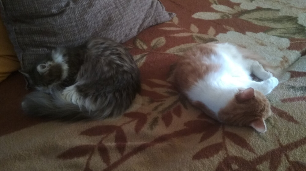 Лучший детектив и не только