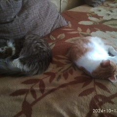 Лучший детектив и не только