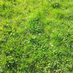 Школьная программа. 