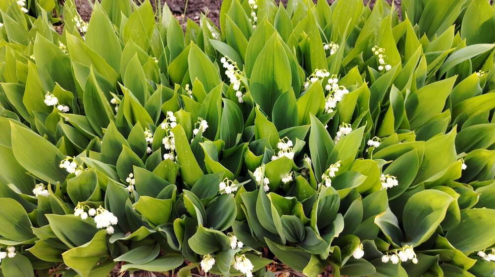 лето2025: прочитанное