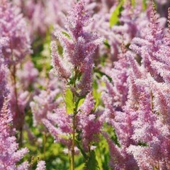 Кубики пресса и альтернативно одаренные героини.