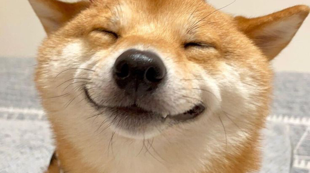 🐶 Все о собаках