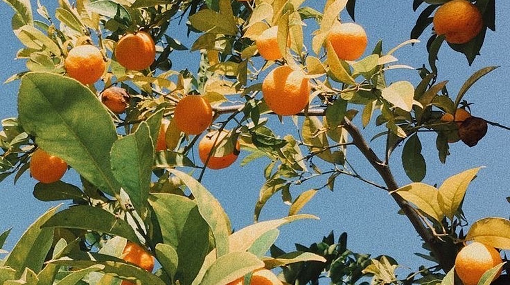 🦢Легкость бытия🦢