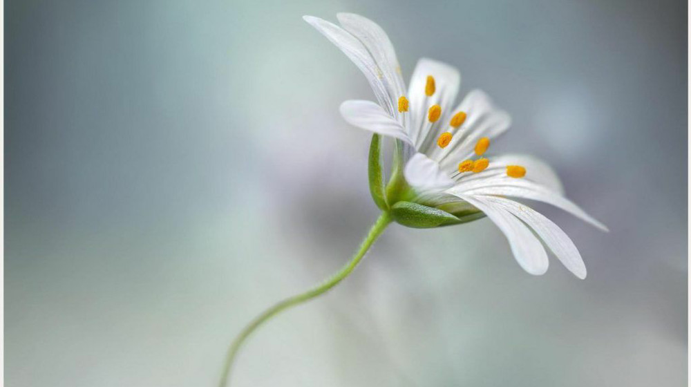 Саморазвитие