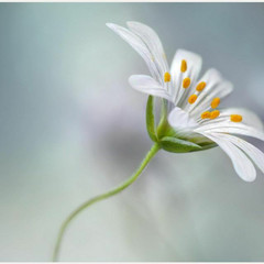 Саморазвитие