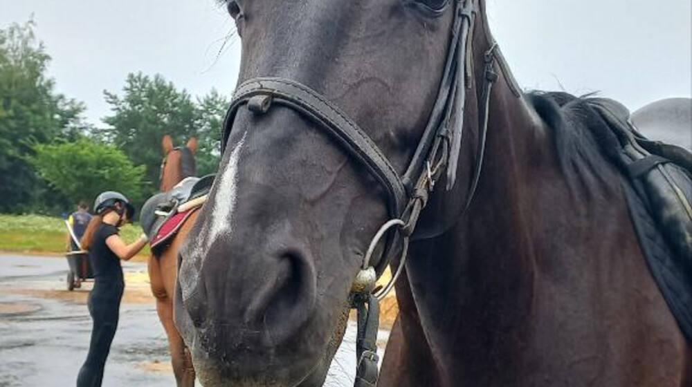 Про воспитание, кормление, обучение и все остальное про лошадей