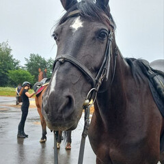 Про воспитание, кормление, обучение и все остальное про лошадей