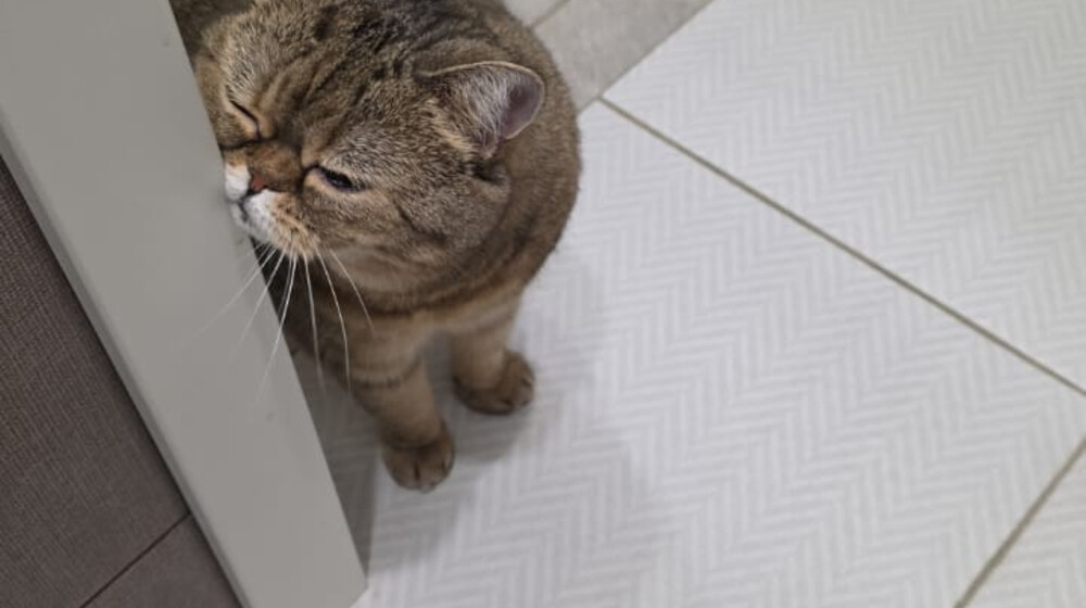 Истории с хвостиком для детей