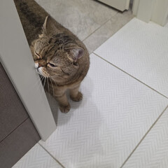 Истории с хвостиком для детей