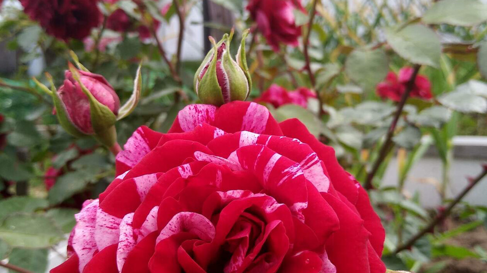 Прочитать осенью