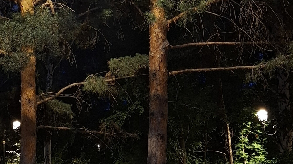 Барбара Хэмбли
Сезон вампиров.