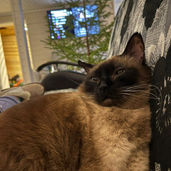 на поражение!