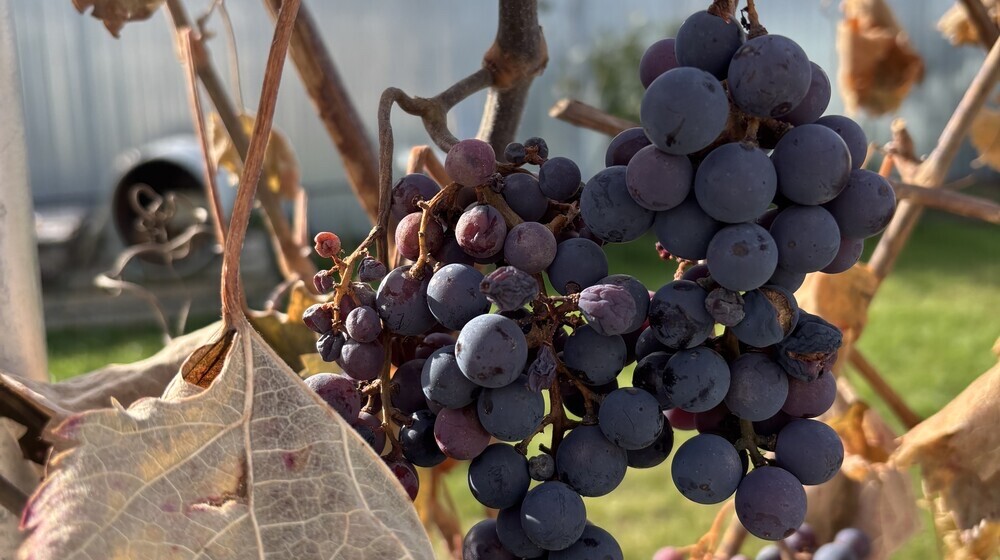 Рубина, Улицкая