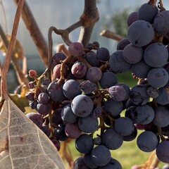 Рубина, Улицкая