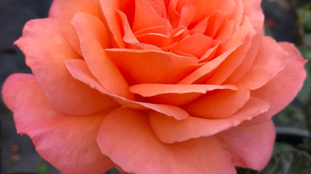 Про любовь и тепло 