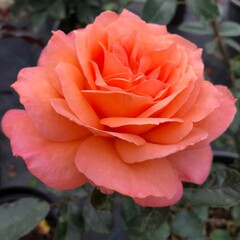 Про любовь и тепло 