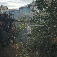 Виктор Драгунский