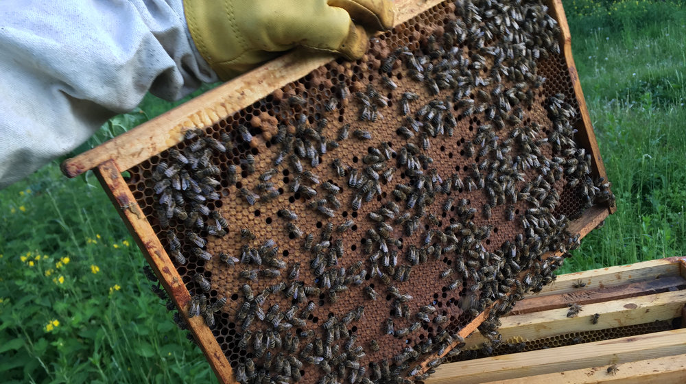 Апикультура