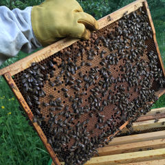 Апикультура