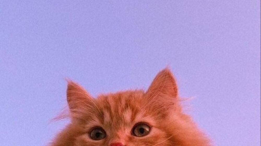 Ниночке лапушке