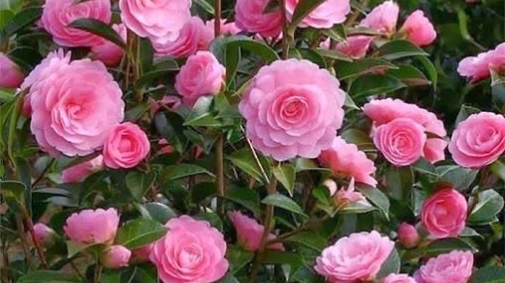 Теплый плед для души