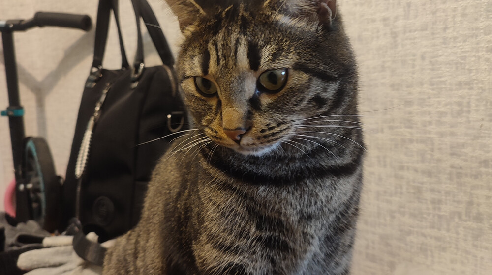 Книги Про котов и собак
И про других животных