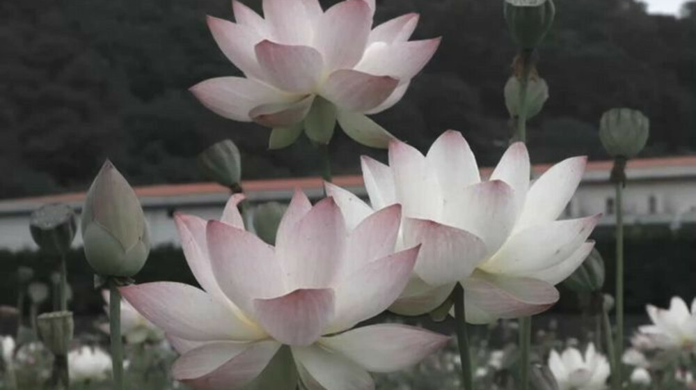 психология