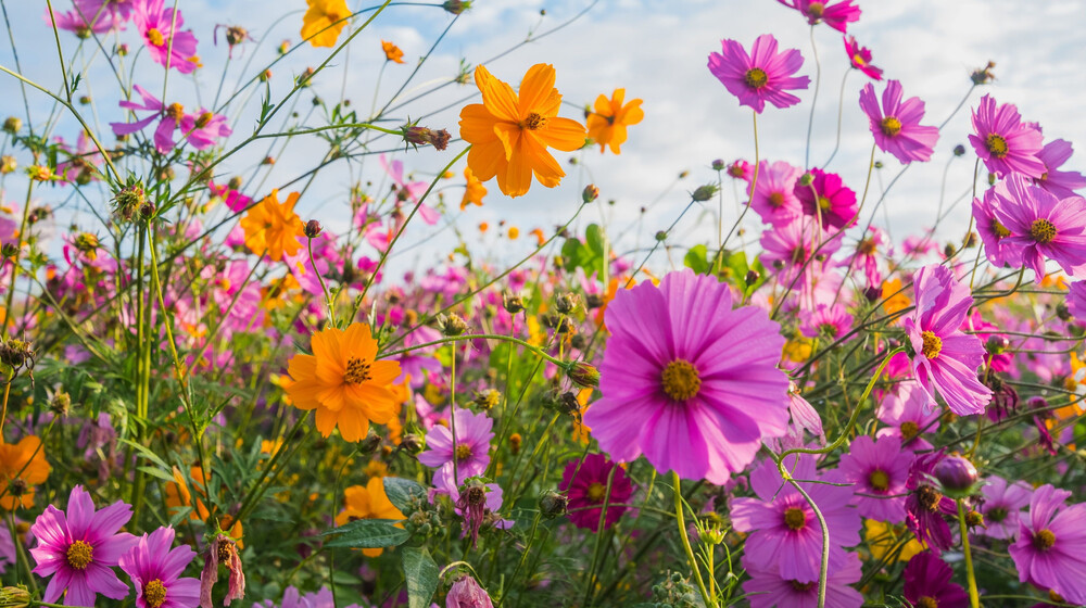 ⊱❀⊰ Летняя полка ⊱❀⊰