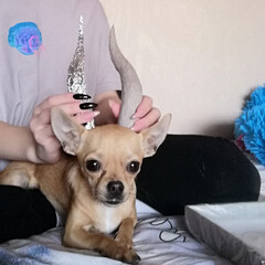 Тень и кость