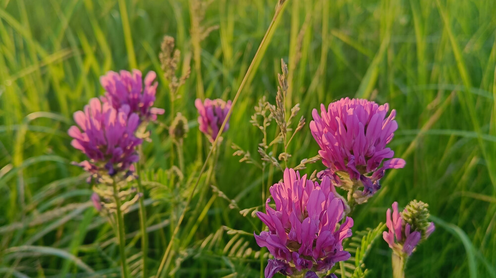 💚✨Л💚е💚т💚о 2025✨💚