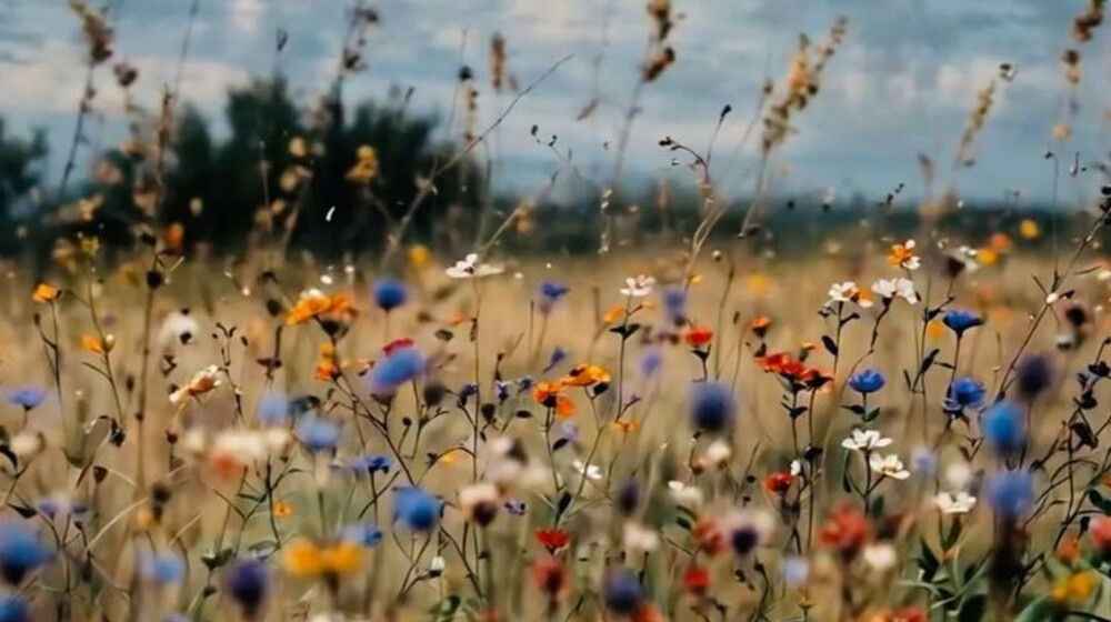 Классическая классика и планы на неё