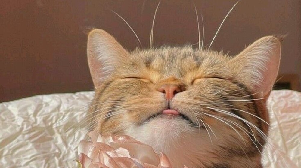 Романтика🇺🇸