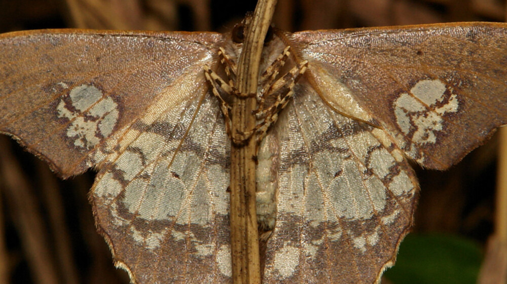 Триллеры не для слабонервных