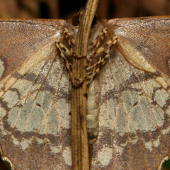 Триллеры не для слабонервных