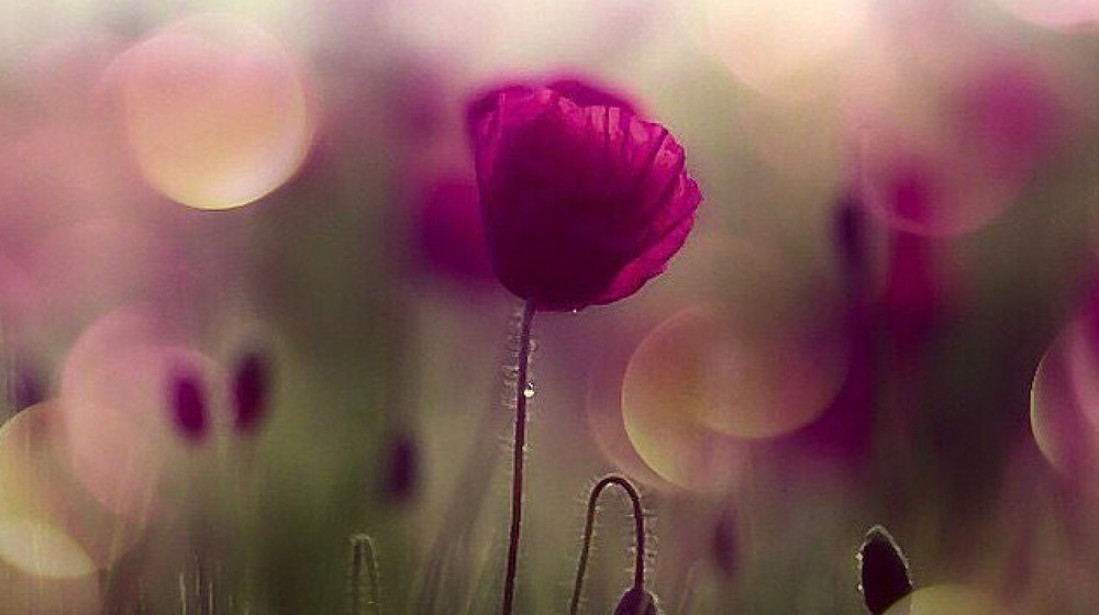 Прочитанное