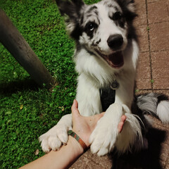 Книги про собак