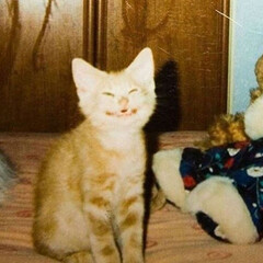 Котики и их некчёмни