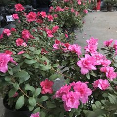 Сад и огород