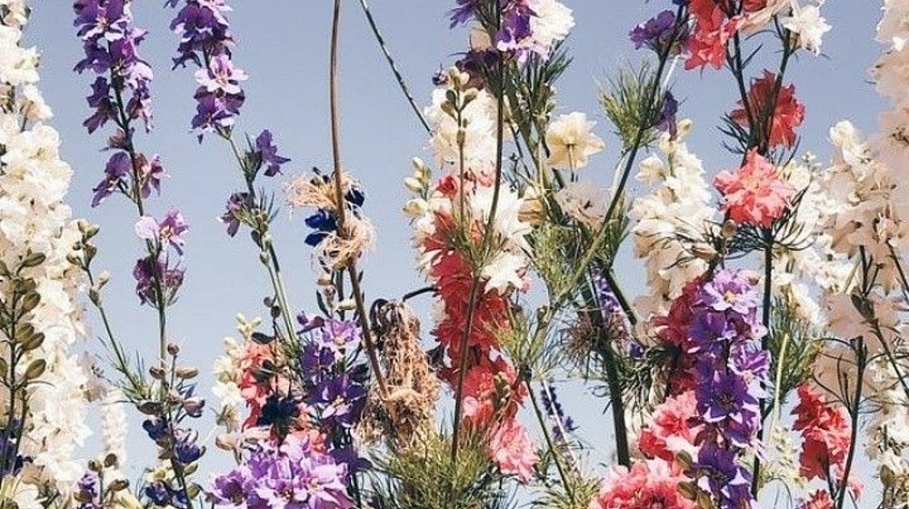 Рейнбоу Рауэлл 