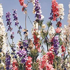 Рейнбоу Рауэлл 