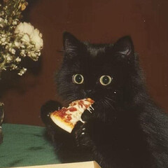 🐈‍⬛ Все о кошках