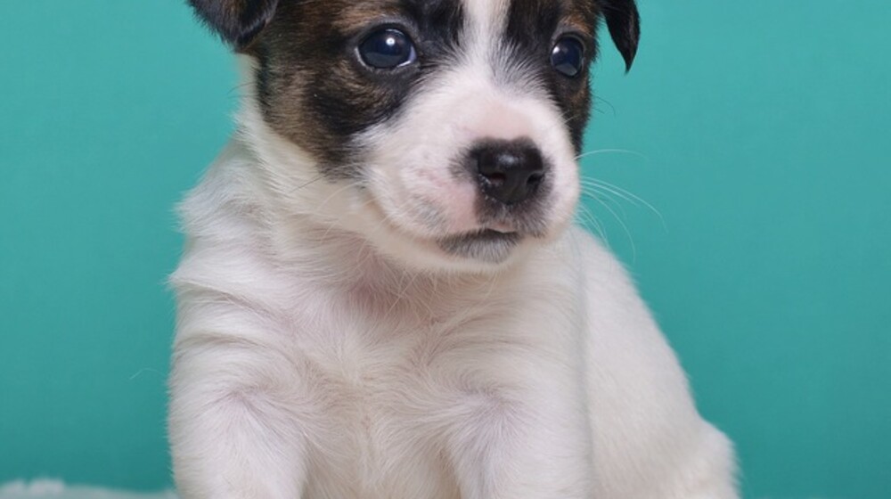 Собаки[текст]