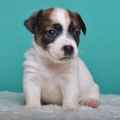 Собаки[текст]