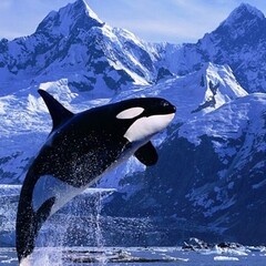 Животные Нон-фикшн