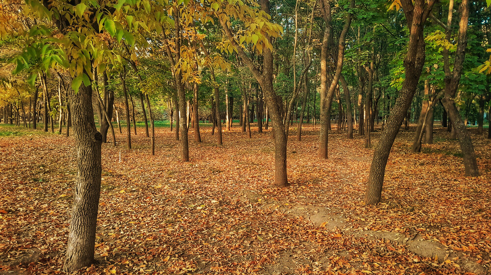 Гимнастика