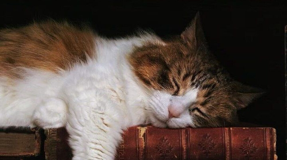 Небольшие книги на один вечер